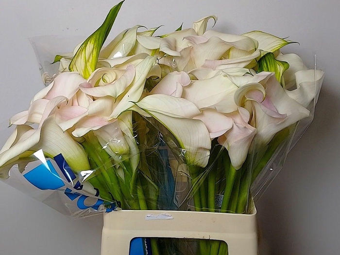 <h4>ZANT CAPT VENTURA</h4>