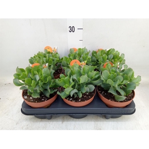 Crassula arborescens subsp. undilat