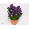 Aster Starletta Serie red