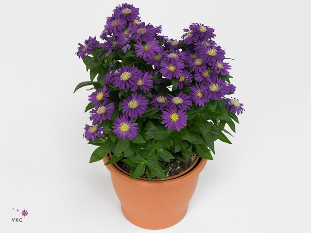 Aster Starletta Serie red