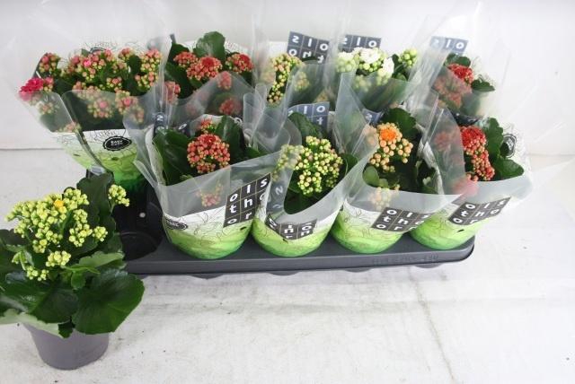 <h4>KAL GE GEM 6 KL</h4>