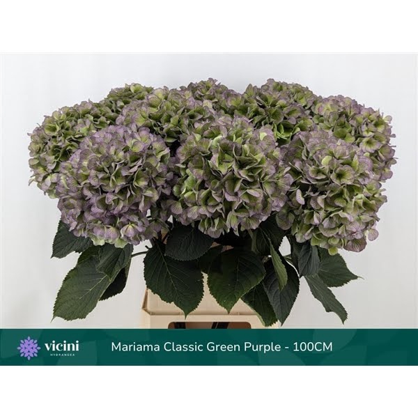 <h4>Hydr Mariama Classic Green Purple 100 cm Vicini</h4>