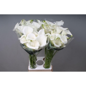 Zantedeschia pure art