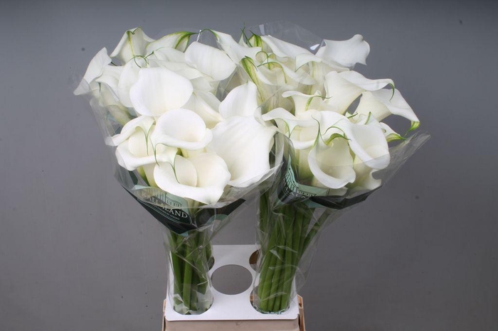 <h4>Zantedeschia pure art</h4>