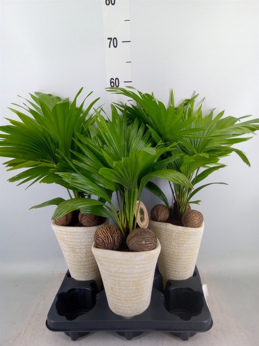 <h4>Livistona rotundifolia</h4>