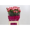 Dianthus St Cheerio