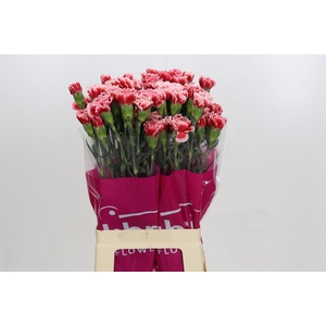 Dianthus St Cheerio