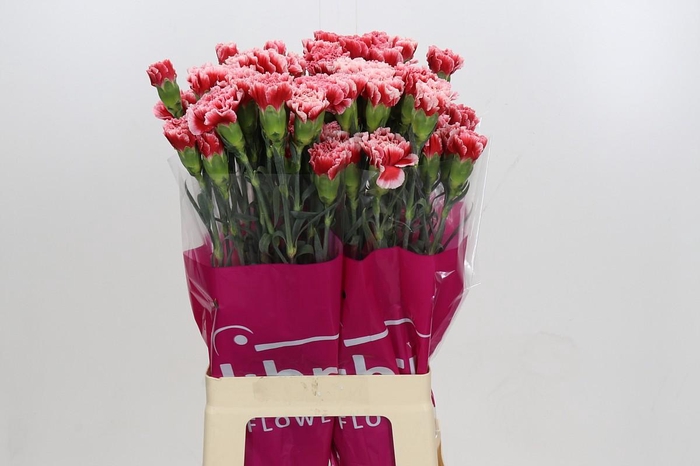 <h4>Dianthus St Cheerio</h4>