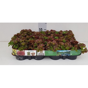 Sedum   ...