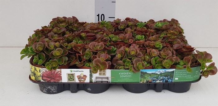 <h4>Sedum   ...</h4>