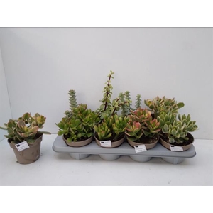 Crassula mix (X8) 12Ø 22cm