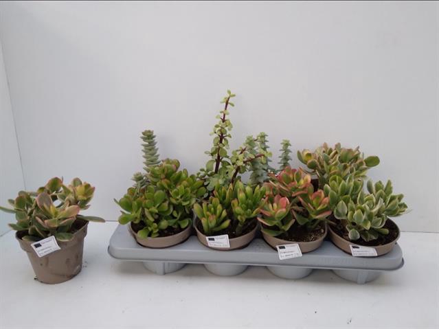 Crassula mix (X8) 12Ø 22cm