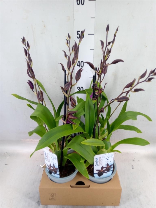 <h4>Orchideeen   ...</h4>