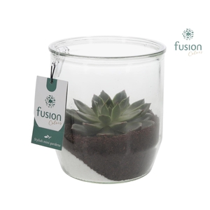 Glazen pot Dirk met Echeveria