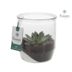 Glazen pot Dirk met Echeveria