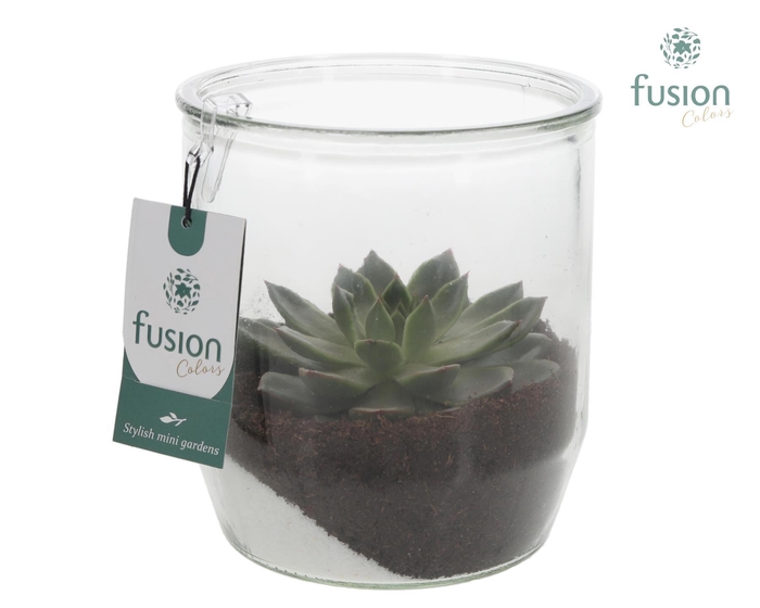 <h4>Glazen pot Dirk met Echeveria</h4>