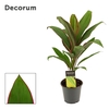 Cordyline Salsa 12 cm (Decorum)