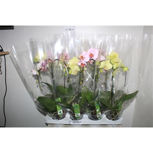 Phal Gr Palmz 2 Branches 14+