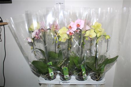 Phal Gr Palmz 2 Branches 14+