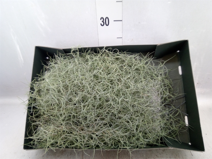 <h4>Tillandsia usneoides</h4>