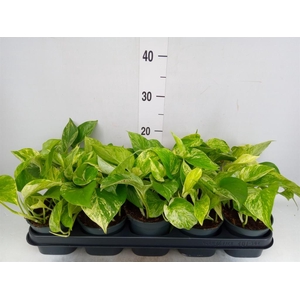 Epipremnum pinn. 'Marble Queen'