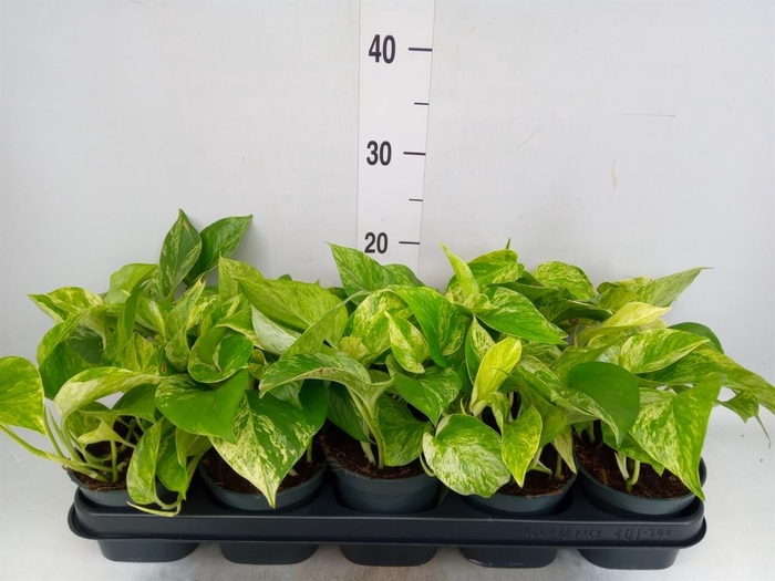 <h4>Epipremnum pinn. 'Marble Queen'</h4>