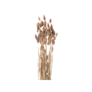 DRY PHALARIS BRASS GOLD