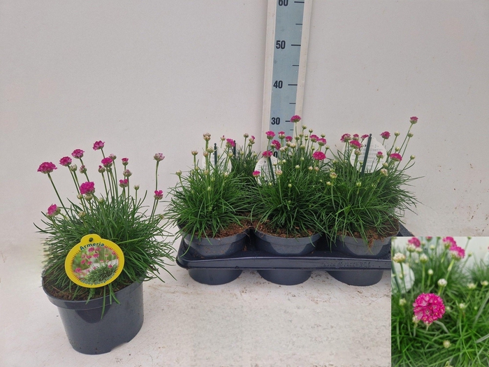 <h4>ARME MAR ROSEA</h4>