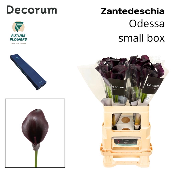 <h4>Zant Odessa Medium Box 60 Cm 40 St.</h4>