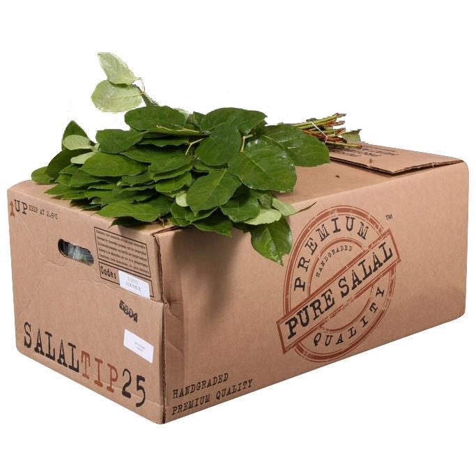 Salal Tip Pure AIR