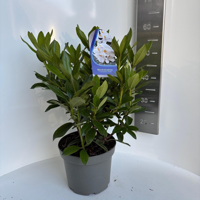 <h4>Rhododendron 'Cunningham's White'</h4>