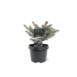 Picea pungens 'Glauca Globosa'