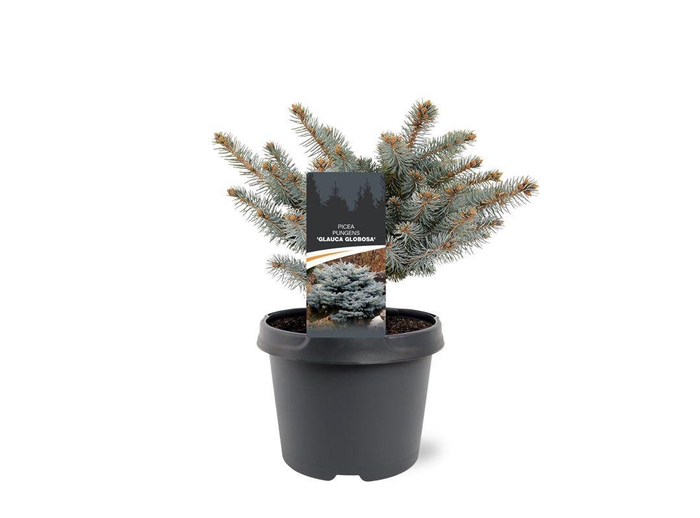 <h4>Picea pungens 'Glauca Globosa'</h4>