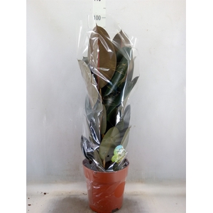 Ficus elastica 'Abidjan'