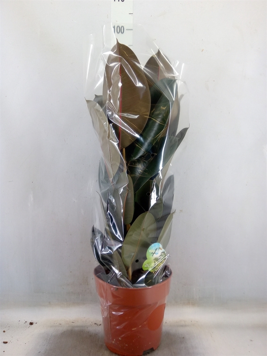 <h4>Ficus elastica 'Abidjan'</h4>