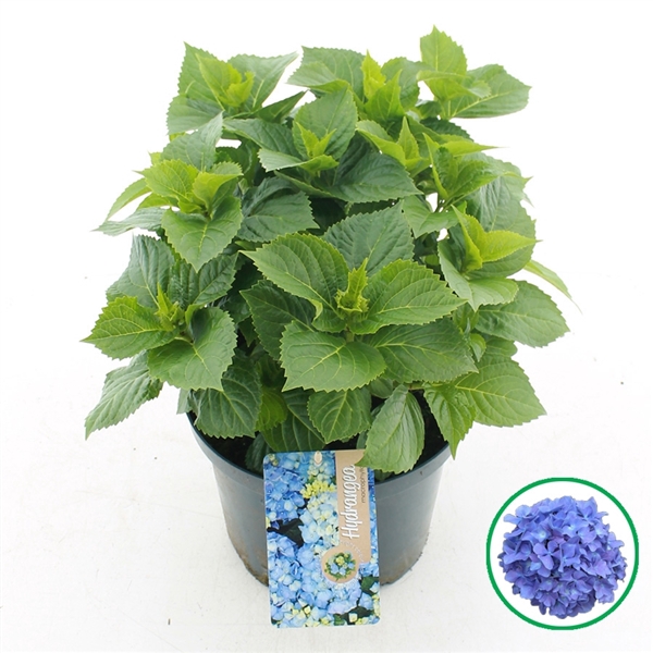 <h4>Hydrangea macr. Blauw C5 (23cm.) Kn.</h4>