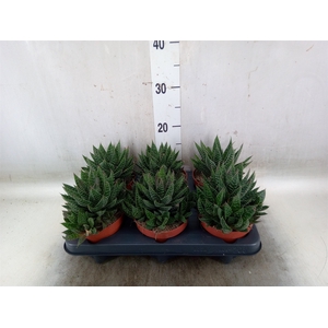 Gasteria