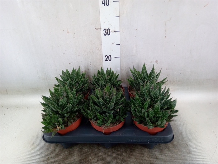 <h4>Gasteria</h4>