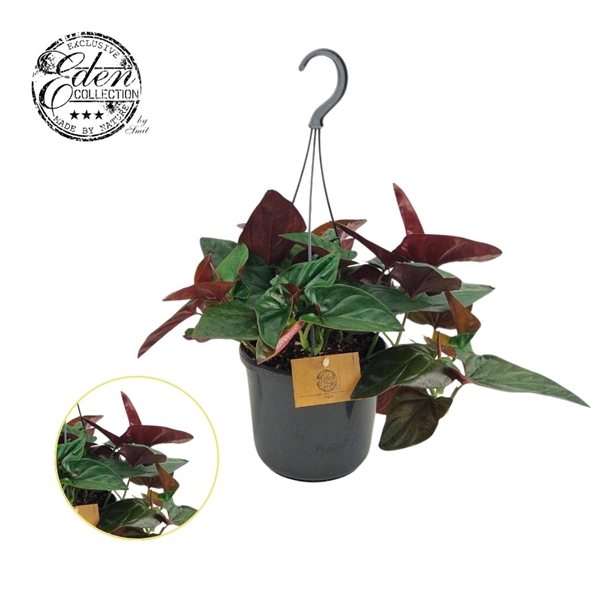 <h4>Syngonium E red Arrow 15cm HP</h4>