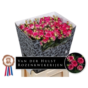 R Tr Ov JT Trendsetter Hulst