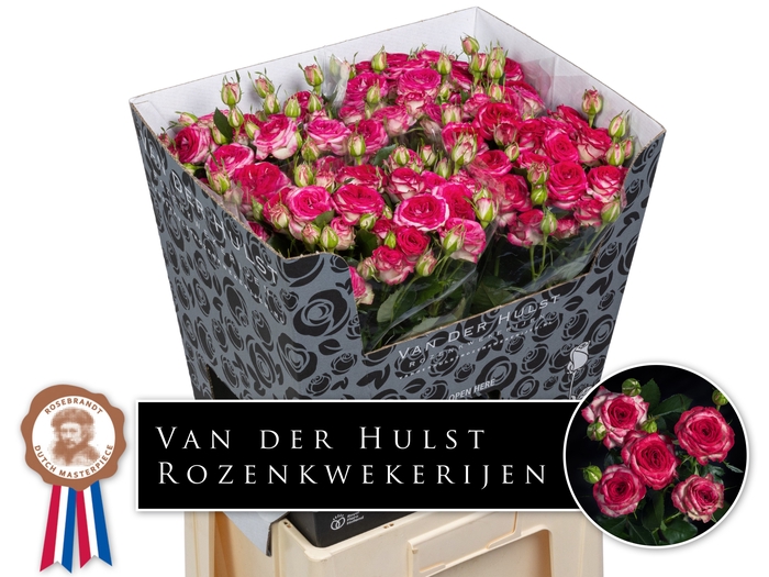 <h4>R Tr Ov JT Trendsetter Hulst</h4>