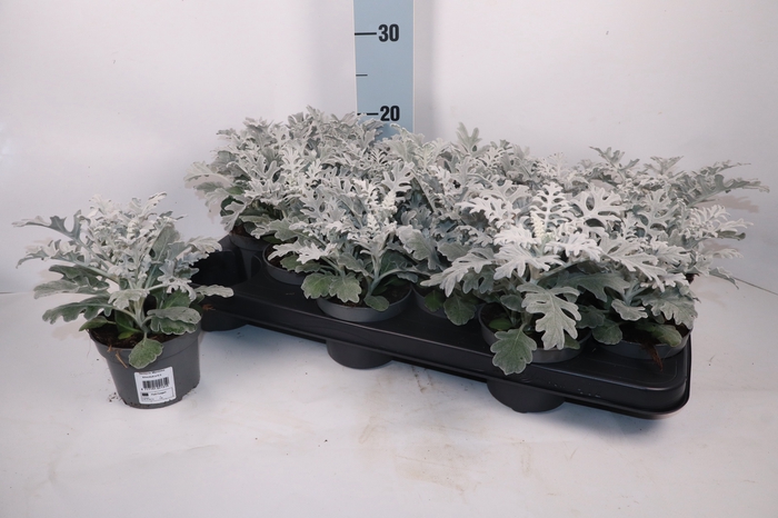 <h4>JACOBAEA MARITIMA</h4>
