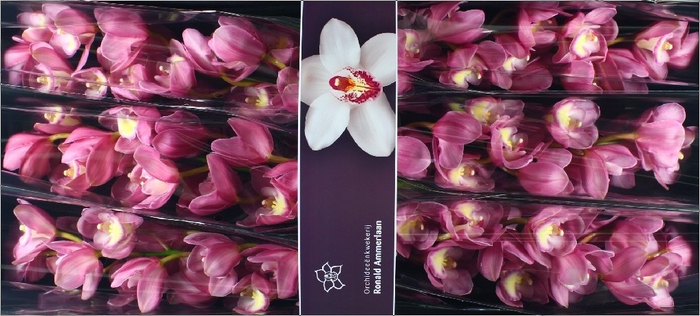 <h4>Cymbidium Marita Doos</h4>