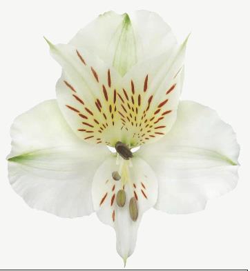 <h4>Alstr Bounty</h4>