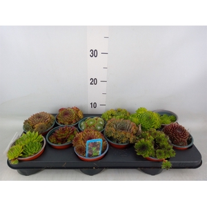 Sempervivum   ...mix