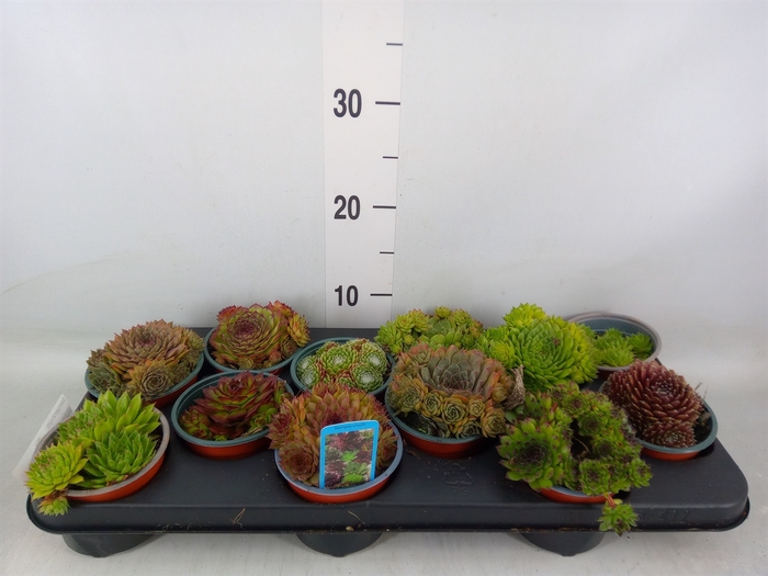 <h4>Sempervivum   ...mix</h4>