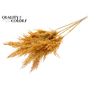 Pampas Grass 100cm 5st/bunch Apricot