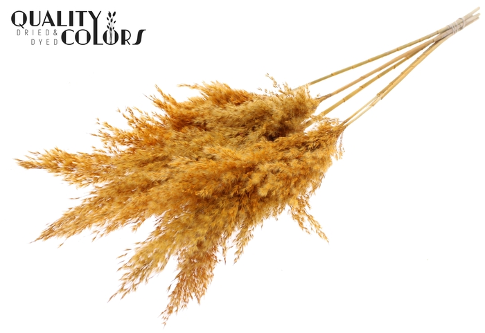 <h4>Pampas Grass 100cm 5st/bunch Apricot</h4>