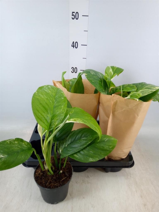 <h4>Monstera   ...</h4>