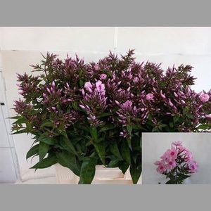Phlox P Brave Eyes